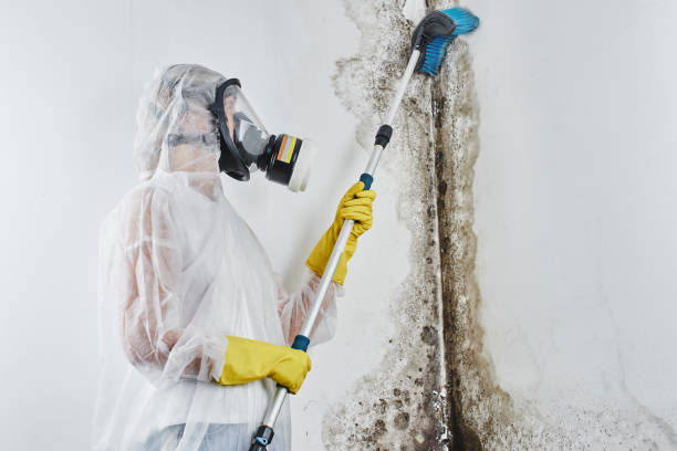 Best DIY Mold Remediation Support Services in Burien, WA