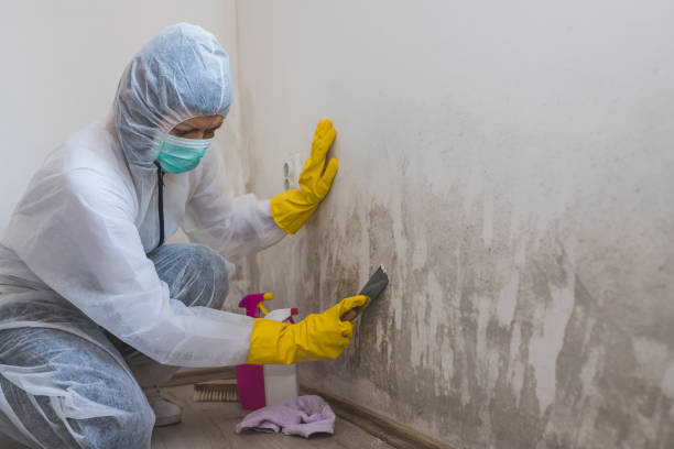 Best Mold Remediation for Specific Building Types in Burien, WA