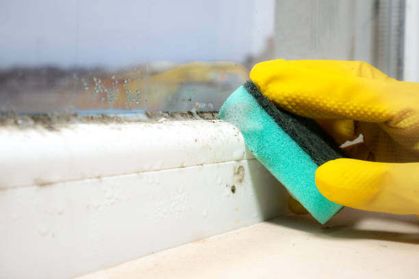 Best Localized Mold Remediation (e.g., coastal areas, humid climates) in Burien, WA