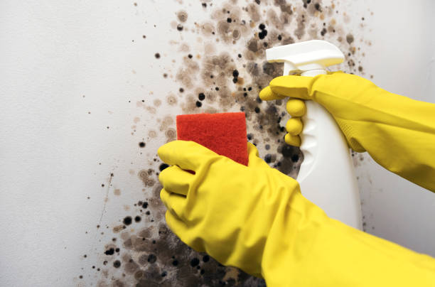 Best Residential Mold Remediation in Burien, WA