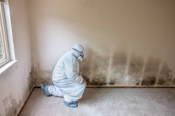 Best Industrial Mold Remediation in Burien, WA