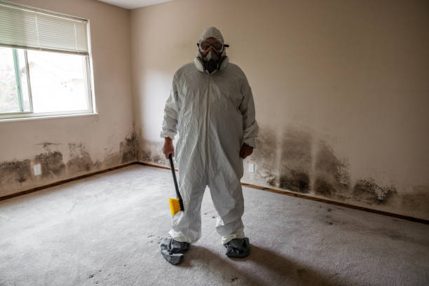 Best Health and Safety Mold Remediation in Burien, WA