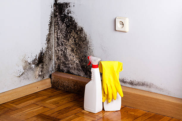 Best Basement Mold Remediation in Burien, WA