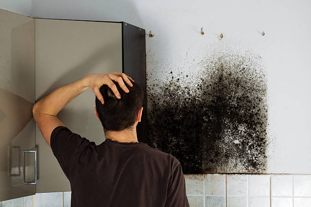 Best Commercial Mold Remediation in Burien, WA